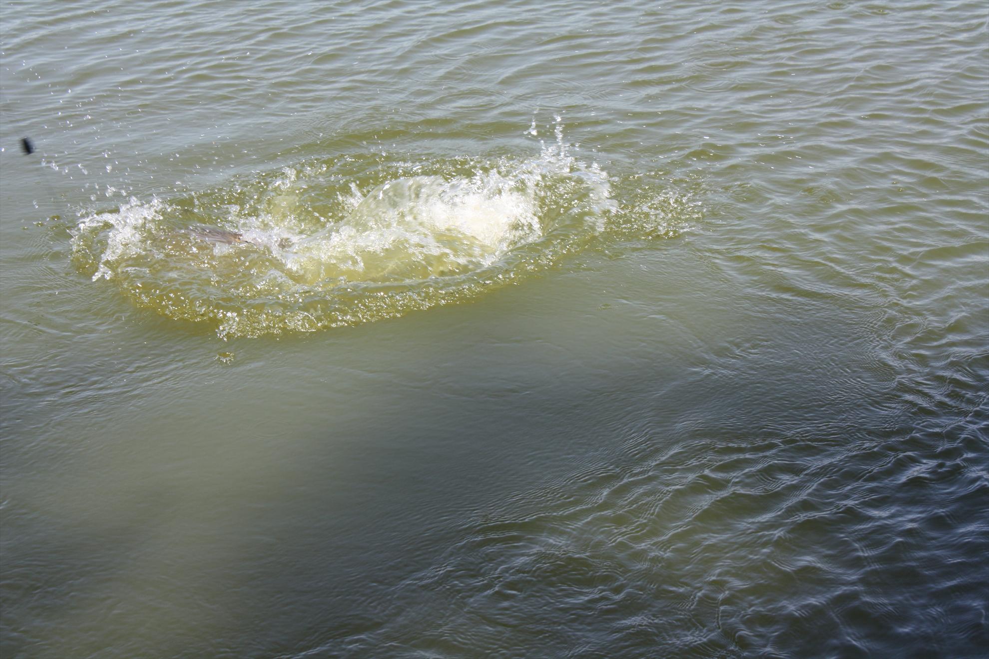 Pleasa 9 - 10 iun. - img4331.JPG